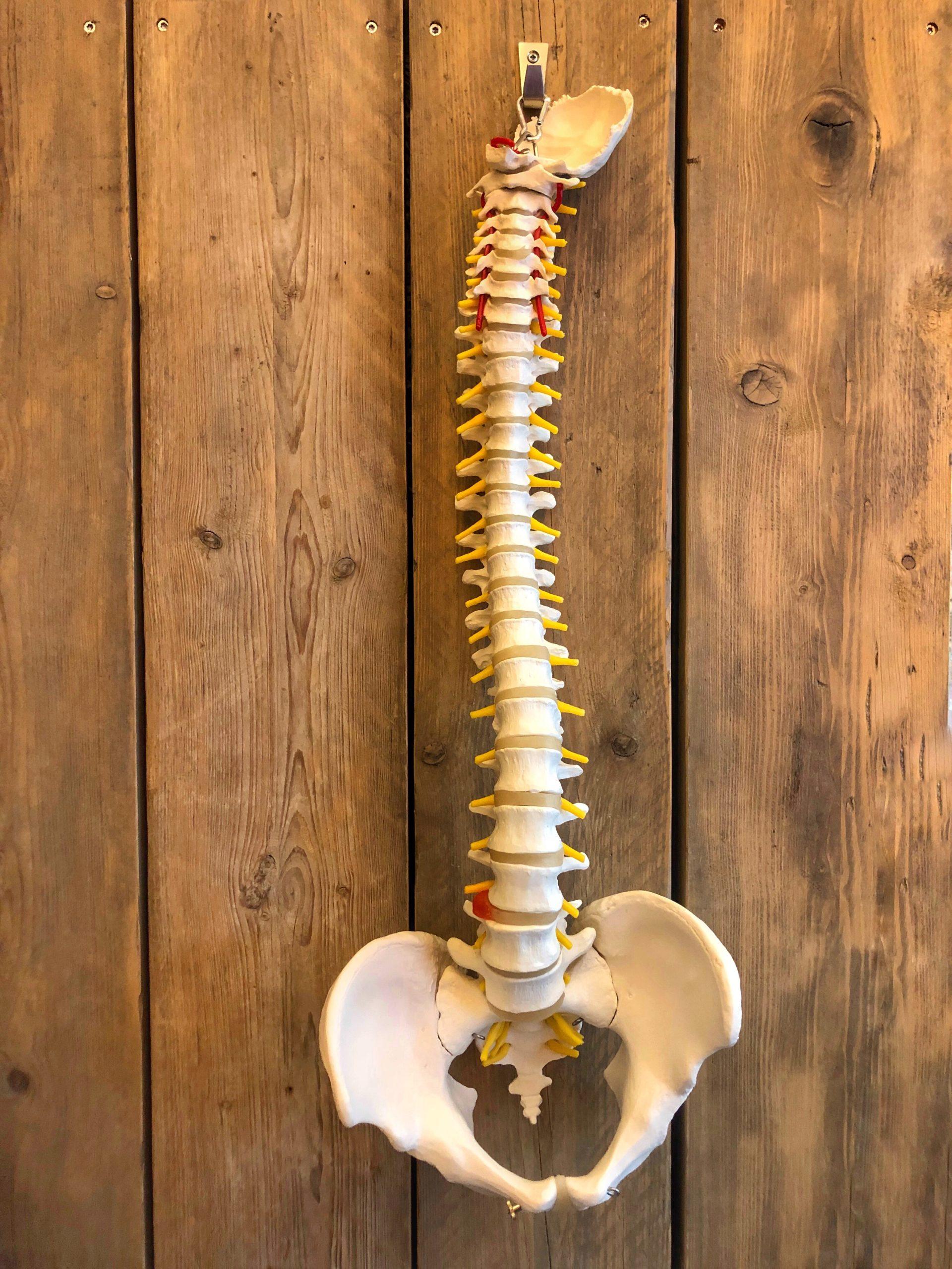 Greenville NC Chiropractor Tips: Improve Posture and Prevent Pain in 2025