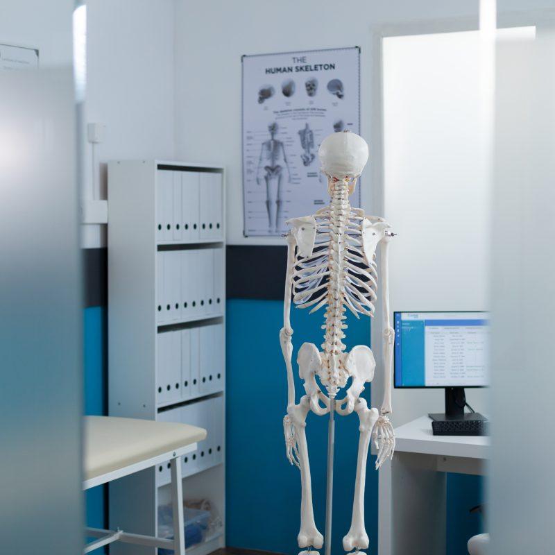 Back view of on human body skeleton standing in empty hospital office during osteopathy consultation used as medical instrument. Doctor cabient equipped with backbone structure. Medicine concept