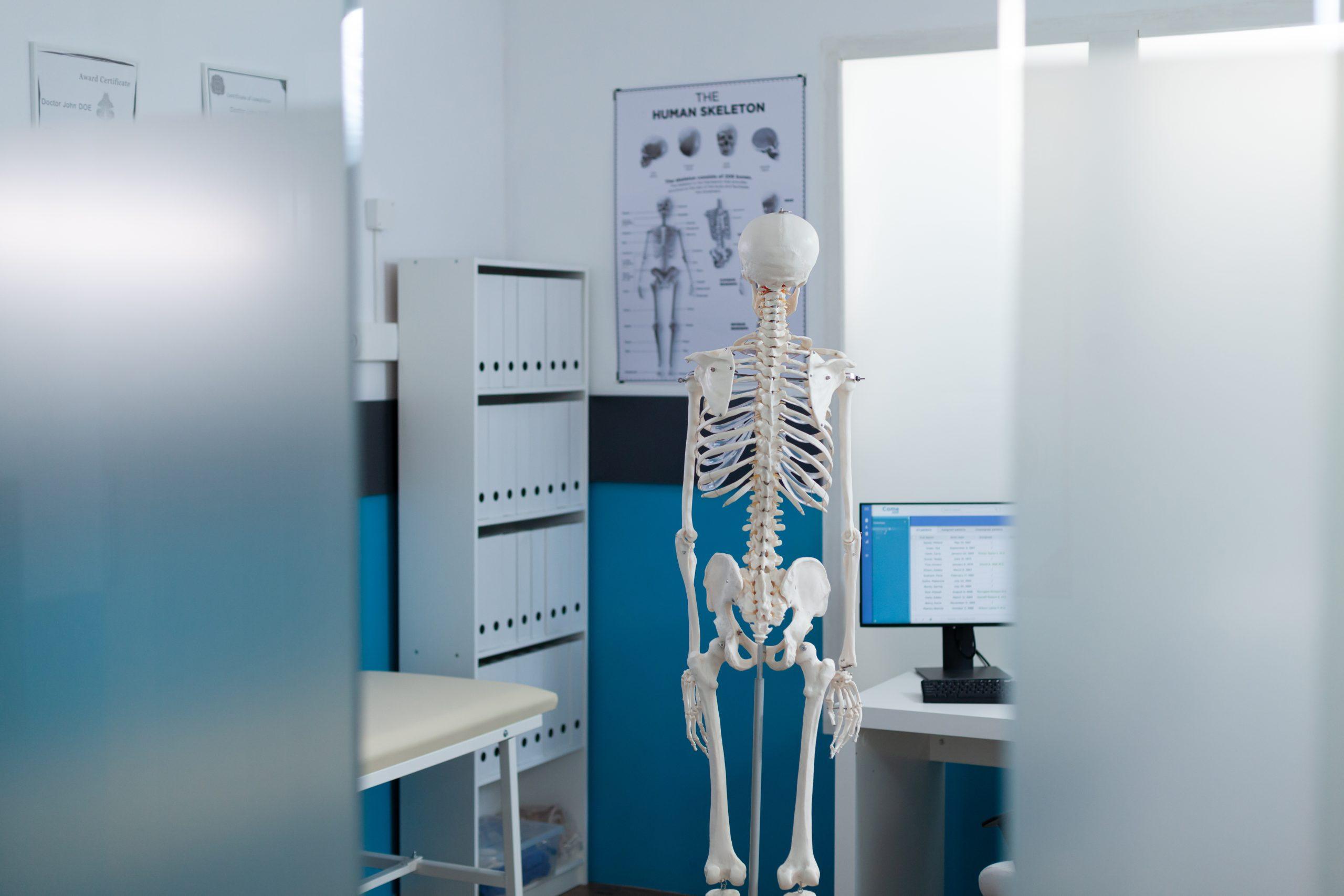 Back view of on human body skeleton standing in empty hospital office during osteopathy consultation used as medical instrument. Doctor cabient equipped with backbone structure. Medicine concept