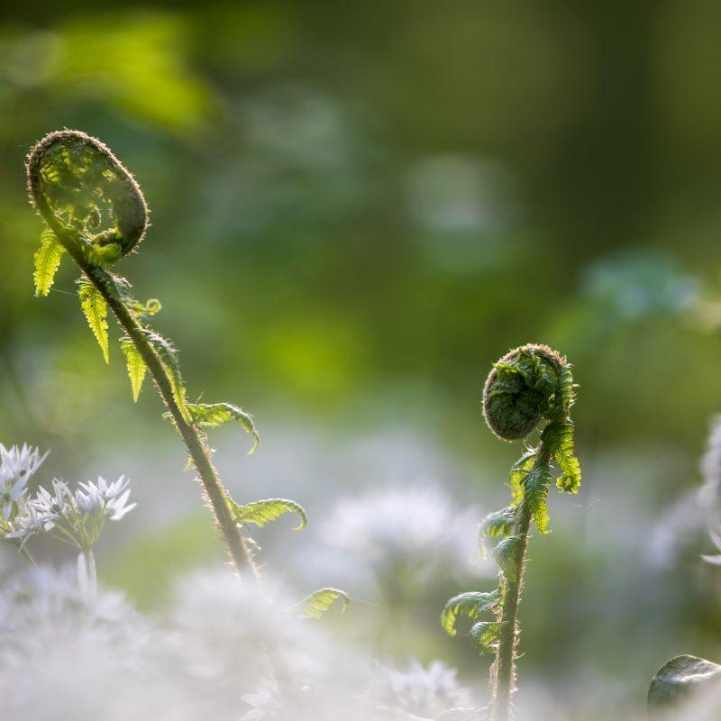 fern leaves and wild garlic flowers in spring