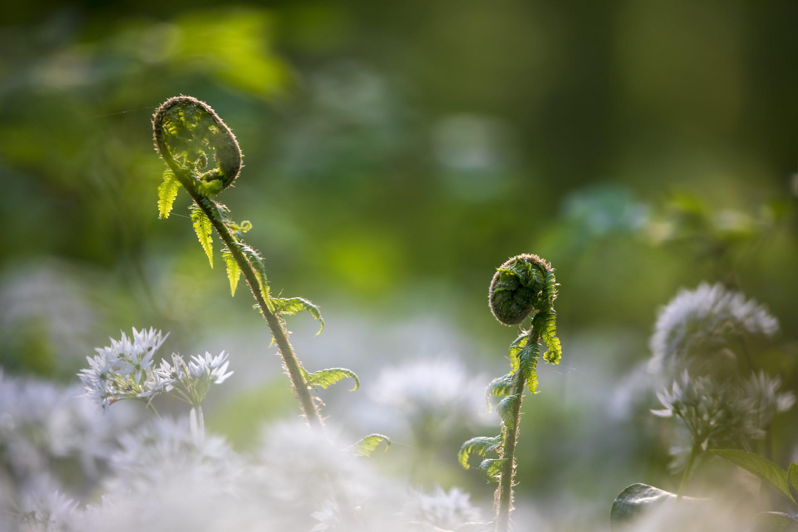 fern leaves and wild garlic flowers in spring