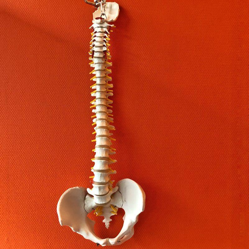 vertebral-column-with-orange-background-2026-01-06-09-36-12-utc