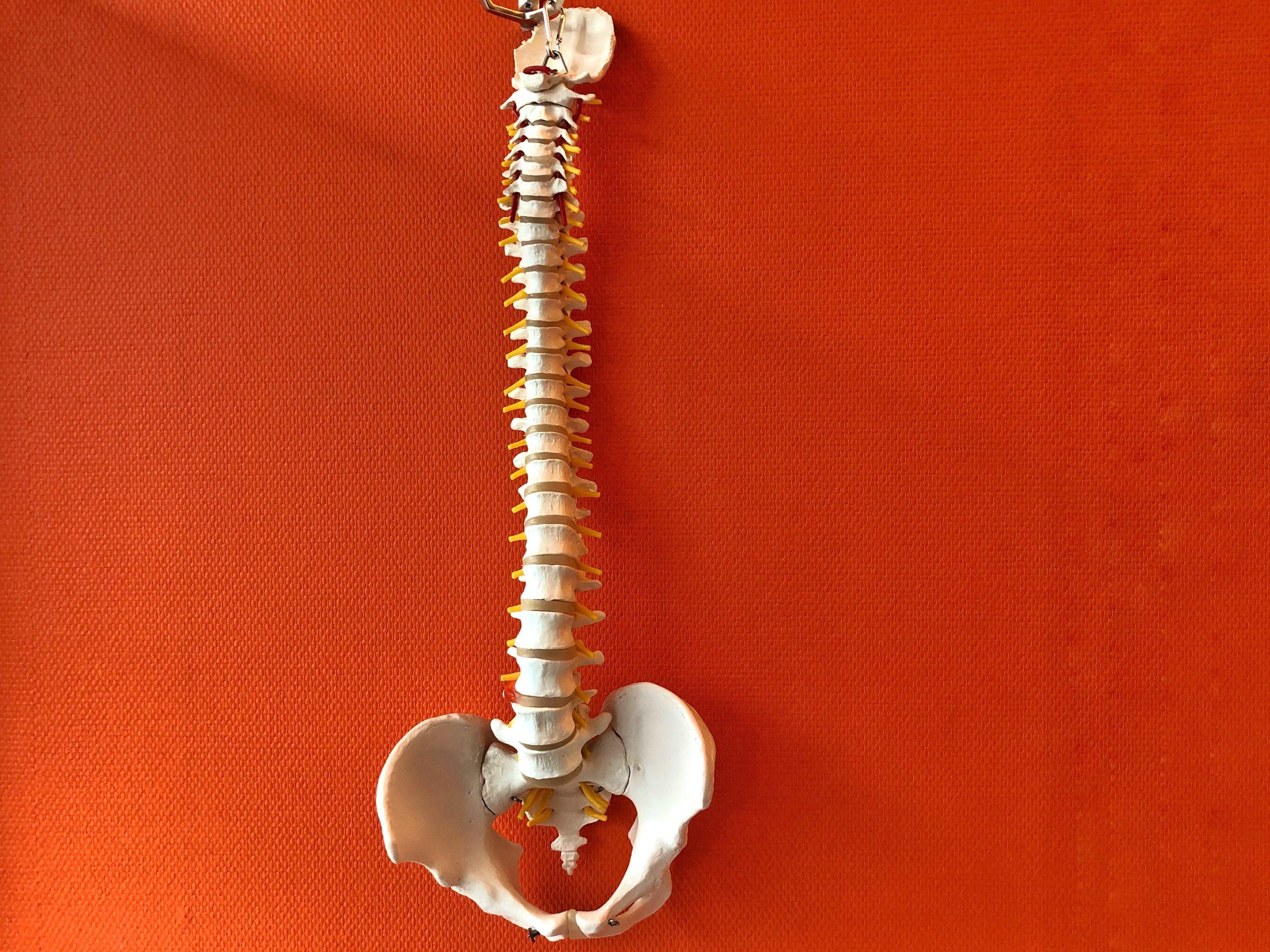 vertebral-column-with-orange-background-2026-01-06-09-36-12-utc
